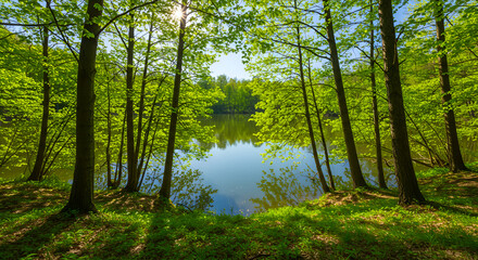 Obraz premium Sunlight filters through lush spring forest onto a tranquil pond