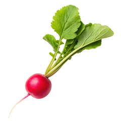 Fresh red radish with vibrant green leaves isolated on transparent background for healthy eating