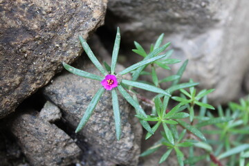 Moss-rose purslane, Moss Rose or the Portulaca grandiflora