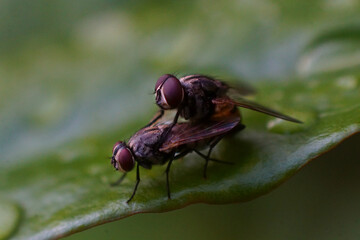 Common Housefly (Flies) Perched on Leaves in Grass Leaves. Exotic Drosophila Fly Diptera Parasitic Insects on Green Leaf Macro