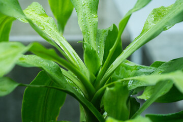 Obraz premium tree in rainy season with raindrop on tropical tree leaf in garden