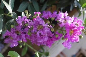 Crape Myrtle or the Lagerstroemia speciosa