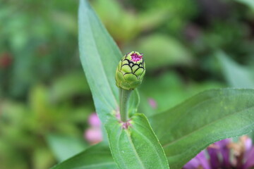 Common zinnia or Zenia flowers