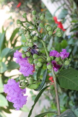 Crape Myrtle or the Lagerstroemia speciosa