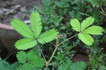 Moss-rose purslane, Moss Rose or the Portulaca grandiflora
