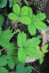 Moss-rose purslane, Moss Rose or the Portulaca grandiflora