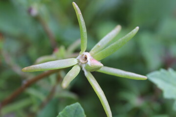 Moss-rose purslane, Moss Rose or the Portulaca grandiflora