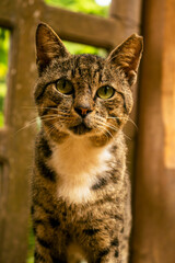 Striped Cat Walking Through Wooden Door with Square Openings