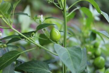 Garden Chilli or Cultivated Peppers 