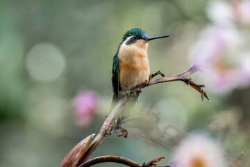 White-throated Mountain-gem hummingbird photographed in Costa Rica sitting on branch