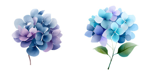 Watercolor Hydrangea Flowers on White - Delicate Floral Illustration