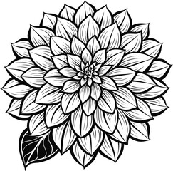 Detailed white dahlia flower illustration with a single leaf on a black background