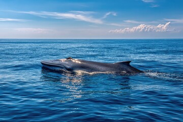 Fototapeta premium A giant blue whale floating near the surface 