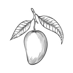 Vintage botanical mango line drawing with branch and leaves