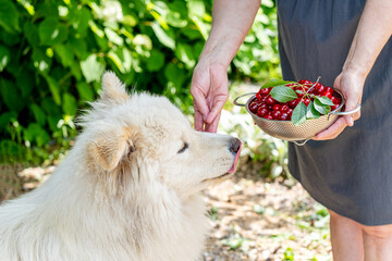 White fluffy dog sniffs fresh cherry fruit in a metal colander outdoors.