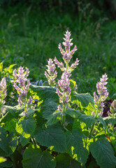 Lush garden scene with flowering clary sage. Vertical crop.