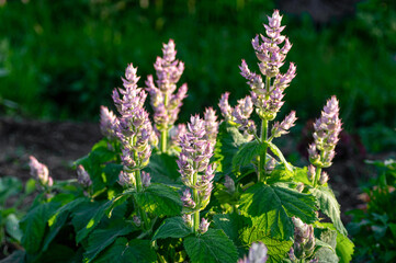 Medicinal clary sage plants in vibrant bloom