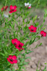 Bright red flax flowers with petals bloom on slender green stems against a lush garden background.