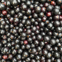 Black currant berries close up, natural fresh texture of ripe summer fruit rich in vitamins and antioxidants