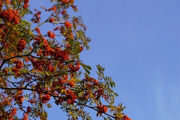Lush Rowan Tree Branches Laden with Berries