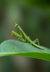 Green mantis on a leaf