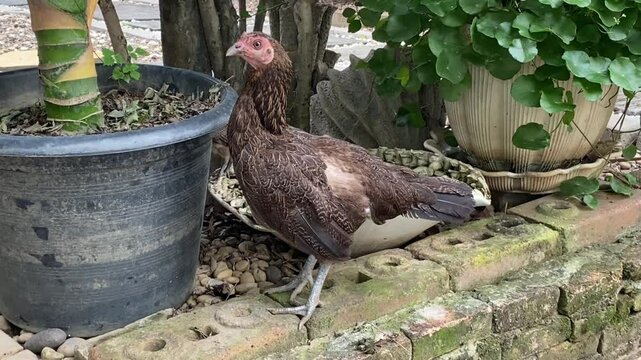 Brown chicken on bricks near garden pots and green plants in an outdoor natural setting.
