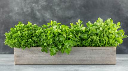 A wooden planter box filled with three types of fresh green herbs against a dark gray textured background.