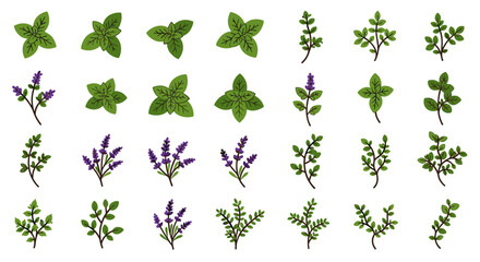 Herb and lavender botanical collection with green leaves and purple flowers