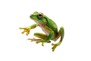Green Tree Frog Close Up Isolated on Transparent Background