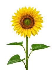 Fototapeta premium Sunflower yellow flower blossom plant floral summer bloom botanical on transparent background