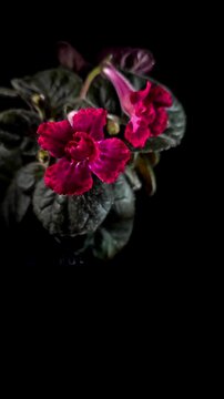 Nature background image. Close-up and Seamless looping of red flower. flowers of sinningia tree. Selective focal of flowers and Space for text entry.