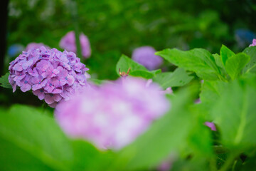 小平あじさい公園に咲くピンク色のあじさい