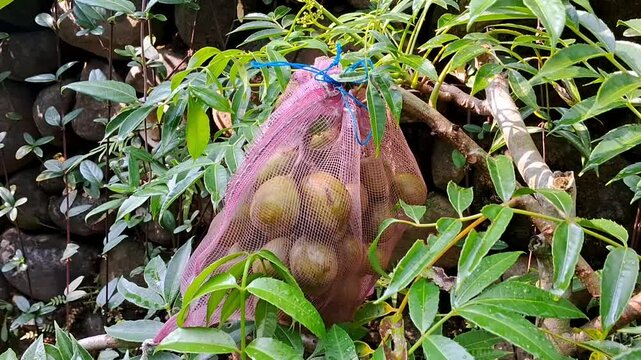 Spondias dulcis plum fruits tree in the garden