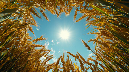 Golden wheat stalks frame a bright sun against a clear blue sky, symbolizing a vibrant, sunny day in a flourishing wheat field.