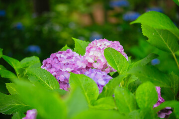 小平あじさい公園に咲くピンク色のあじさい