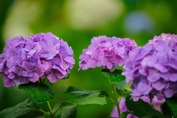 小平あじさい公園に咲くピンク色のあじさい