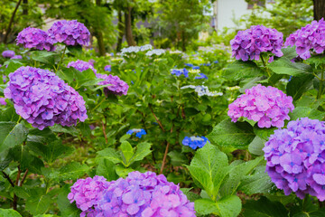 小平あじさい公園に咲くピンク色のあじさい