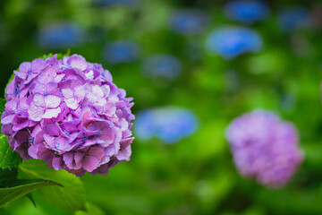 小平あじさい公園に咲くピンク色のあじさい