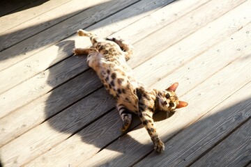 Katze, Bengale