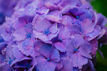 小平あじさい公園に咲くピンク色のあじさい