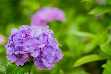 小平あじさい公園に咲くピンク色のあじさい