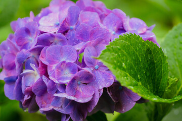 小平あじさい公園に咲くピンク色のあじさい