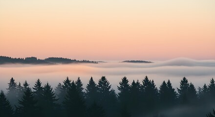 Fototapeta premium Serene Misty Evergreen Forest Landscape at Sunrise, Hazy Horizon