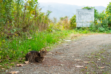田舎道に一匹の野良猫