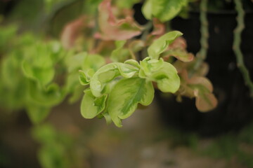 A leafy green plant with a reddish tint. The leaves are curled and twisted. 