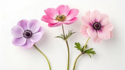 A trio of anemone flowers in shades of pink and lavender against a clean white background surface