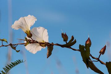 Białe kwiaty powojnika na łace, tło natury.  © Elżbieta Kaps