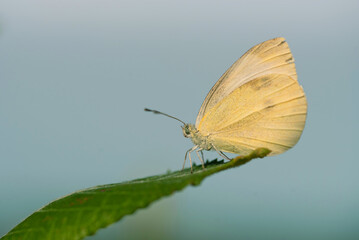 Motyl bielinek na łące.