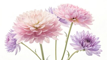 A soft focus shot of pink and purple chrysanthemums against a white background in a studio setting
