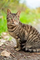 田舎道に一匹の野良猫